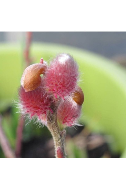 Верба тонкостовбурна Маунт Асо на штамбі цвітіння